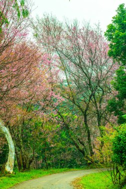Kuhn Wang kraliyet projesinde küçük yolu olan vahşi Himalaya kiraz çiçekleri, Tayland.