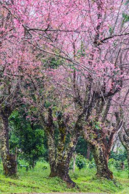 Wild Himalayan Cherry in Khun Wang royal project, Thailand.