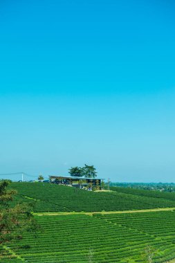 Çay plantasyon içinde Chiang rai Eyaleti, Tayland.