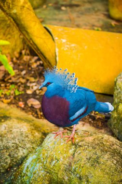 Tayland 'da Victoria Taçlı Güvercin Kuşu.