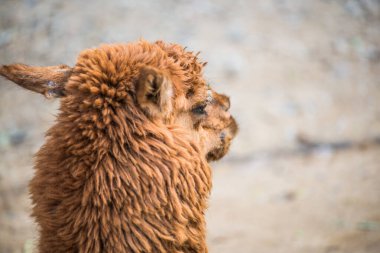 Tayland 'da Brown Alpaca Vicugna paketleri.