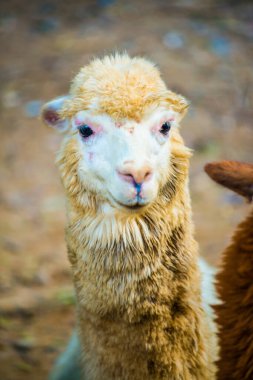 Tayland, Tayland 'da beyaz Alpaca Vicugna paketleri.