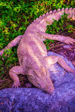 Albino Siyam Timsahı veya Tayland Timsahı, Tayland.