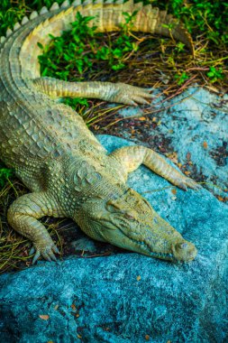 Albino Siyam Timsahı veya Tayland Timsahı, Tayland.