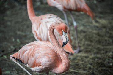 Tayland 'da Amerikan flamingosu.