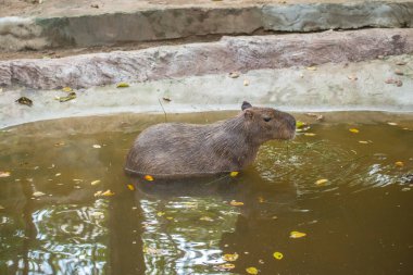 Tayland 'da Capybara.