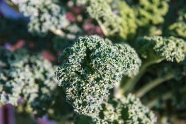 Tayland 'da Mor Kıvırcık Kale Bahçesi.