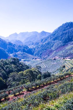 Manzara Görünümü Çay Çiftliği 2000, Tayland.