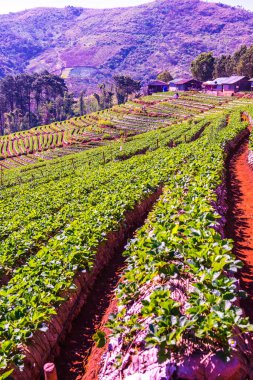 Çilek tarlası Doi Ang Khang, Tayland.