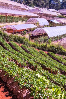 Çilek tarlası Doi Ang Khang, Tayland.