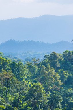 Tayland 'da sisli tropik yağmur ormanı.