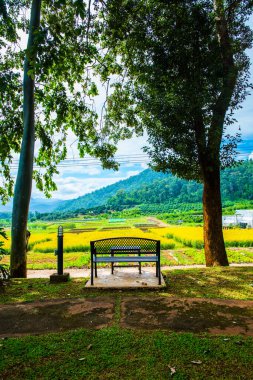 Tayland 'da Sunn Hemp Field ile Benç.