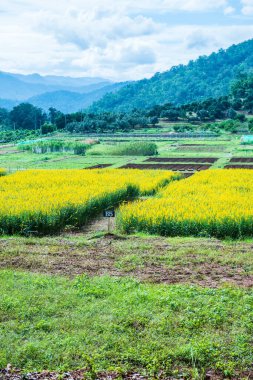 Tayland 'da Sunn Hemp Field.