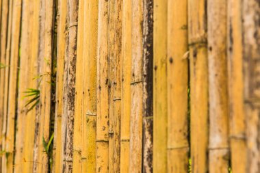 Bambu çit arka planı, Tayland.
