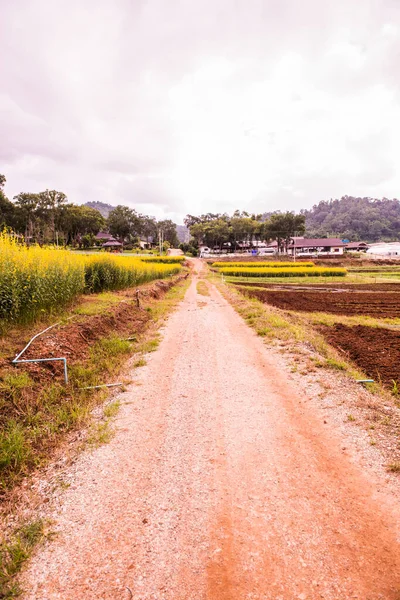 Kraliyet Tarım İstasyonu Pangda, Tayland 'da Sunn Hemp Field ile Küçük Yol.