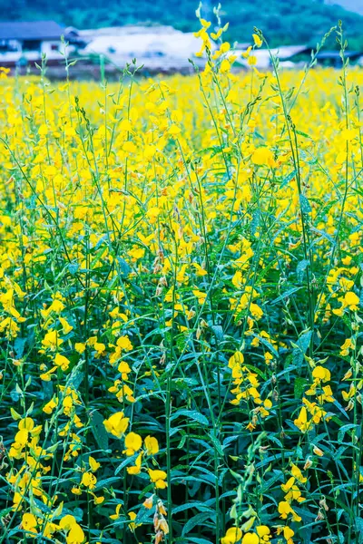 Tayland 'da Sunn Hemp Field.