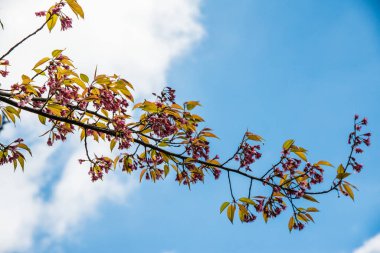 Tayland 'da gökyüzü çiçekli kiraz çiçeği.
