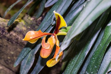 Tayland 'da Paphiopedilum orkidesi.