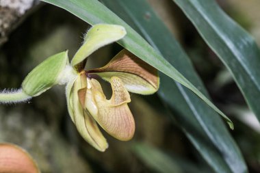 Tayland 'da Paphiopedilum orkidesi.