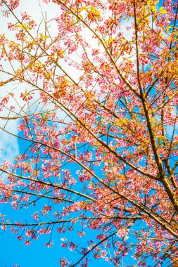 Gökyüzü ile birlikte kiraz çiçeği, Tayland.