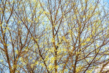 Beyaz kiraz çiçeği gökyüzü, Tayland.