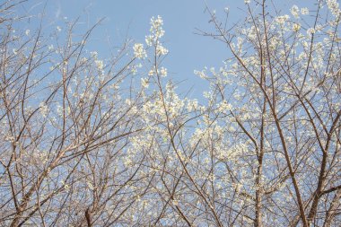 Beyaz kiraz çiçeği gökyüzü, Tayland.