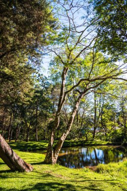 Tayland 'da küçük göletli bir orman..