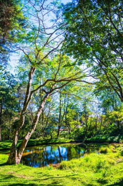 Tayland 'da küçük göletli bir orman..