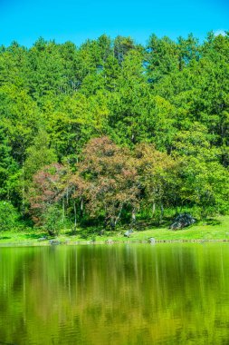 Tayland 'da gölü olan kiraz ağaçları..