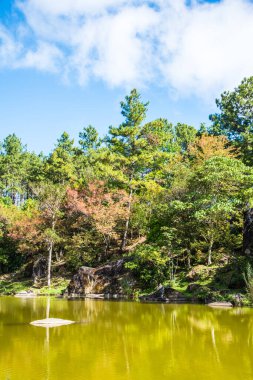 Tayland 'da gölü olan kiraz ağaçları..