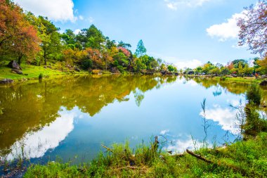 Tayland 'da gölü olan kiraz ağaçları..