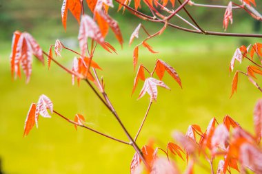 Akçaağaç yaprakları doğal arka planda, Tayland.