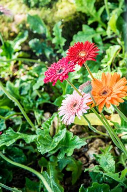 Bahçesinde damla olan Gerbera çiçekleri, Tayland.