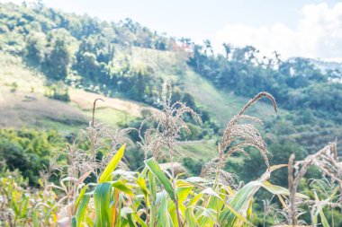 Tayland 'ın Chiangrai ilindeki mısır bitkisi ile dağ manzarası.