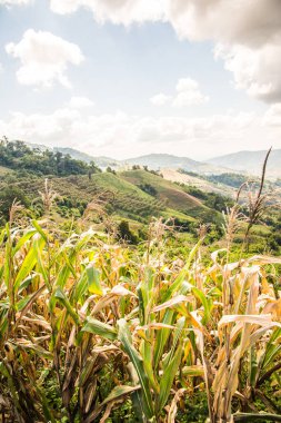 Tayland 'ın Chiangrai ilindeki mısır bitkisi ile dağ manzarası.