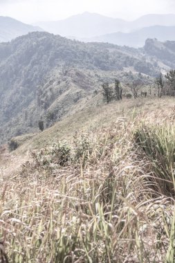 Chiangrai, Tayland 'daki Phu Chi Fa Dağı manzarası.