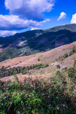 Tayland 'ın Chiangrai eyaletinde dağ manzarası.