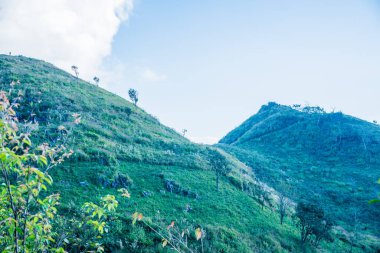 Tayland 'ın Chiangrai ilindeki Doi Pha Tang Dağı manzarası.