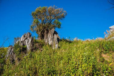 Tayland 'ın Chiangrai ilindeki Doi Pha Tang Dağı manzarası.