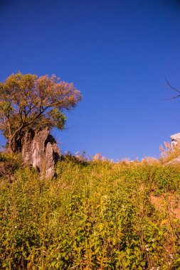 Tayland 'ın Chiangrai ilindeki Doi Pha Tang Dağı manzarası.
