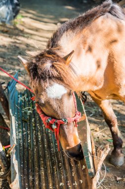 Tayland 'da, dağda at.