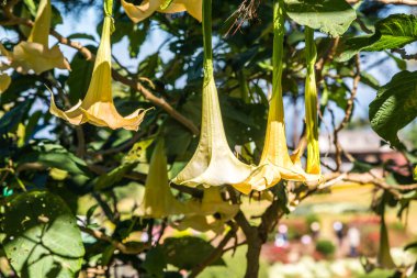 Datura çiçekleri ağaçta, Tayland.