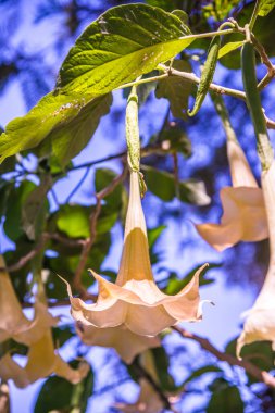 Datura çiçekleri ağaçta, Tayland.