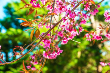 Doğal arka planı olan kiraz ağaçları, Tayland.