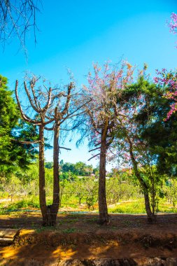Doğal arka planı olan kiraz ağaçları, Tayland.