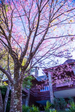 Doi Pha Tang palace with cherry blossom tree, Thailand.