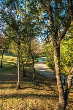 Chiangmai, Tayland 'da kiraz çiçeği parkı..