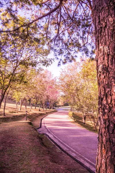 Chiangmai, Tayland 'da kiraz çiçeği parkı..