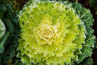 Tayland 'da, parkta süslü lahana..