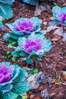 Tayland 'da, parkta süslü lahana..